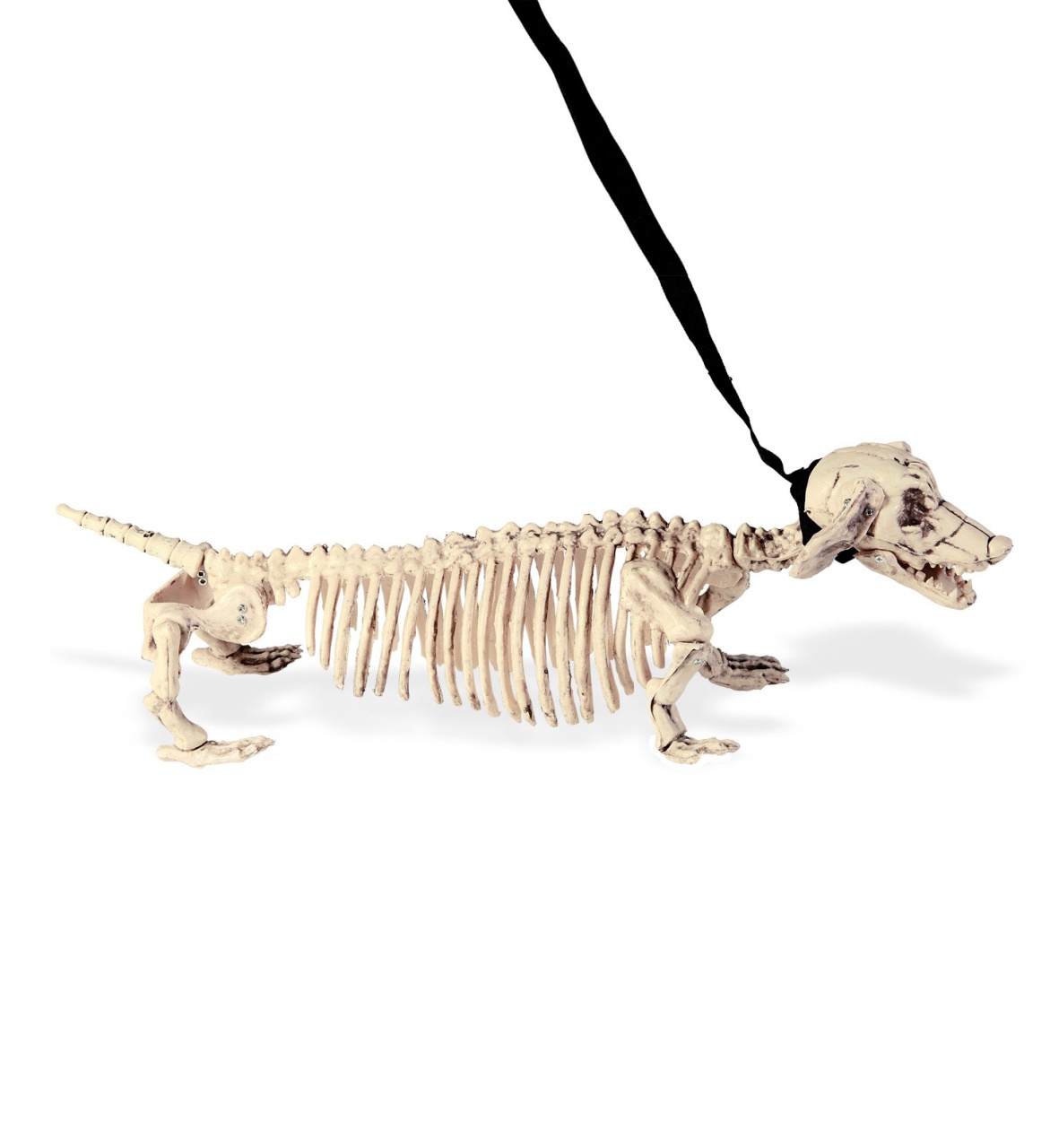 Halloween Deko Dackelskelett Skelett mit Leine 55 cm